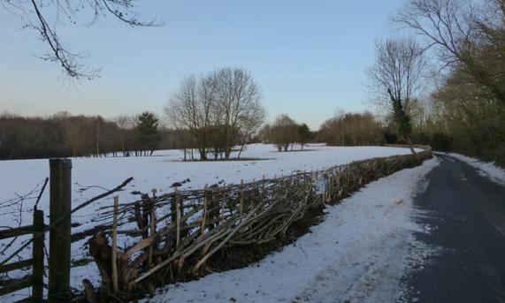 Oakhursts Hedge